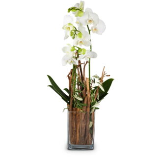 Zauberei (Orchidee mit Vase)