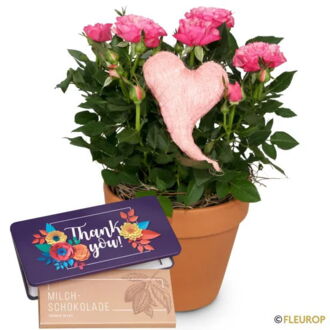 Herzliche Überraschung (Rosenpflanze) mit Munz Schoggi-Tafel «Thank you»