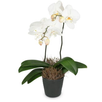 White Dream (Orchidee)