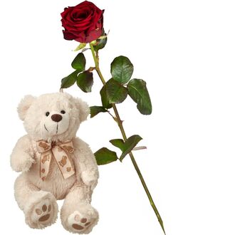 1 Rote Rose mit Teddybär weiss