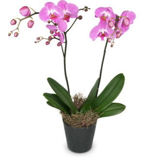 Pink Dream (Orchidee)